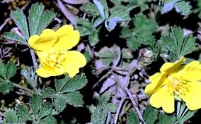 Potentilla arenaria