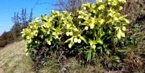 fekete hellebore