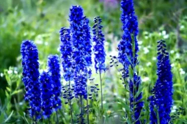 larkspur
