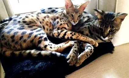 cats