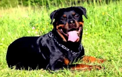 rottweiler
