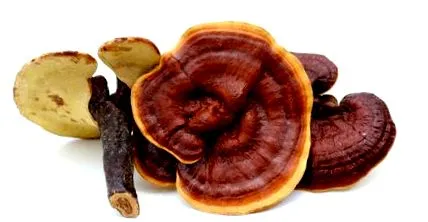 lucidum