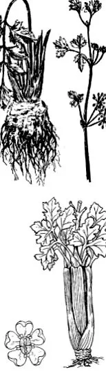 Apium graveolens