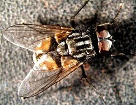 hambarului