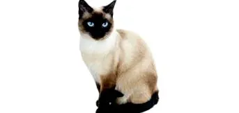 pisicii
