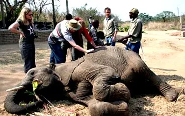 suttogókkal