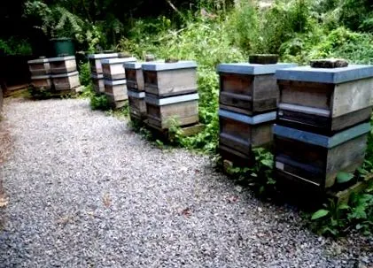 infestarea