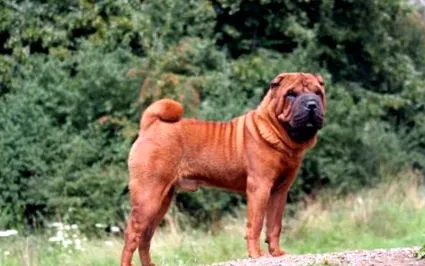 shar