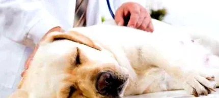 veterinară