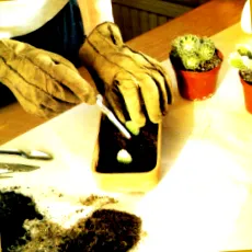 cactușilor