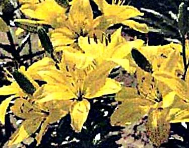 grădină