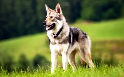 personaj wolfhound