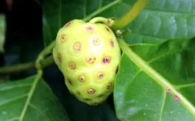 noni hogyan
