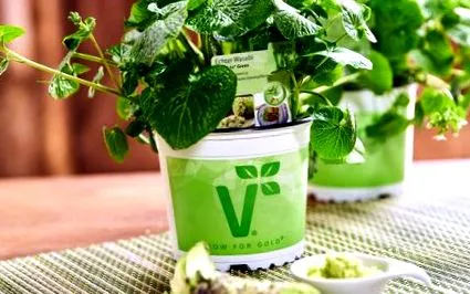 asiatică wasabi
