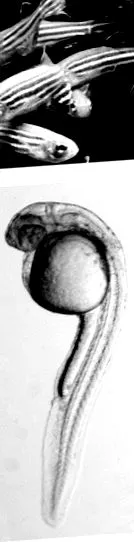 biológia