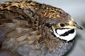 Coturnix chinensis