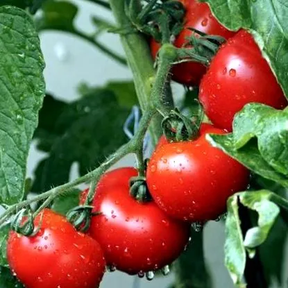plămâni