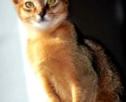 macska