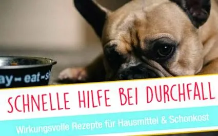 câini pentru