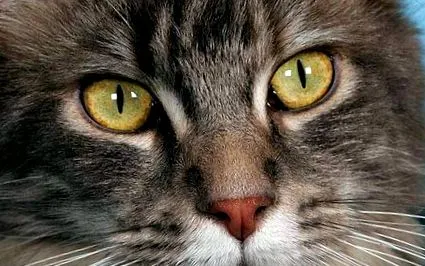 inflamația animale