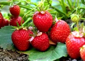 antioxidánsok mint