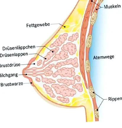 structura