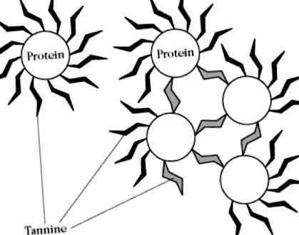 táplálkozás-enciklopédia