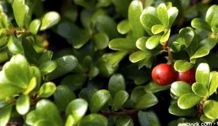 bearberry