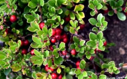 arctostaphylos