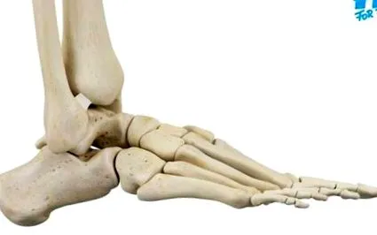 ligament