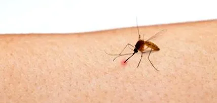insecte insecte