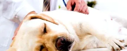 veterinárne