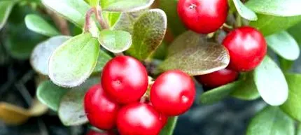 bearberry