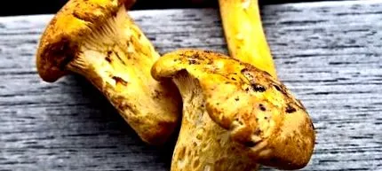 aromată