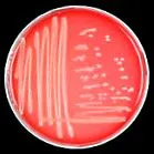 coli