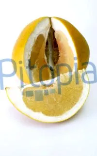 pitopia