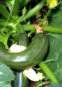 biodinamikus