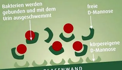d-mannose