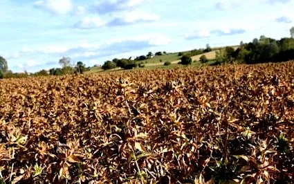 ciulin