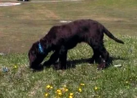 canis