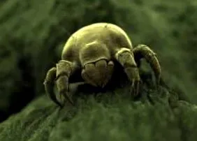 acarienii