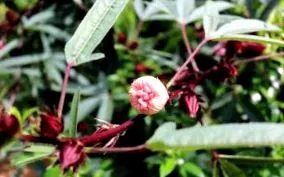 hibiszkusz hibiscus
