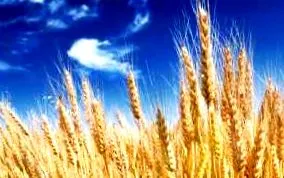 дієта перевірці