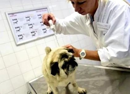 animale dieta