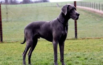 dane