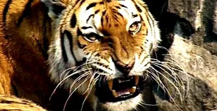 Сибирскиот тигар