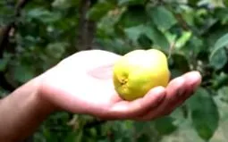 pentru