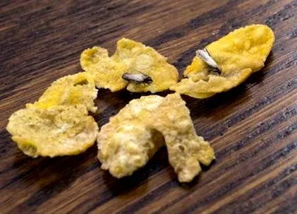 fructe