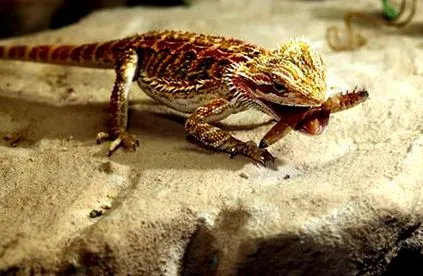 dragonilor dragonilor