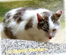 котів
